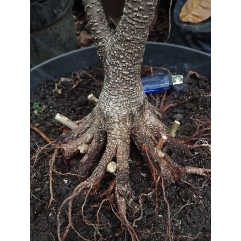 Bahan Bonsai kimeng Prokar