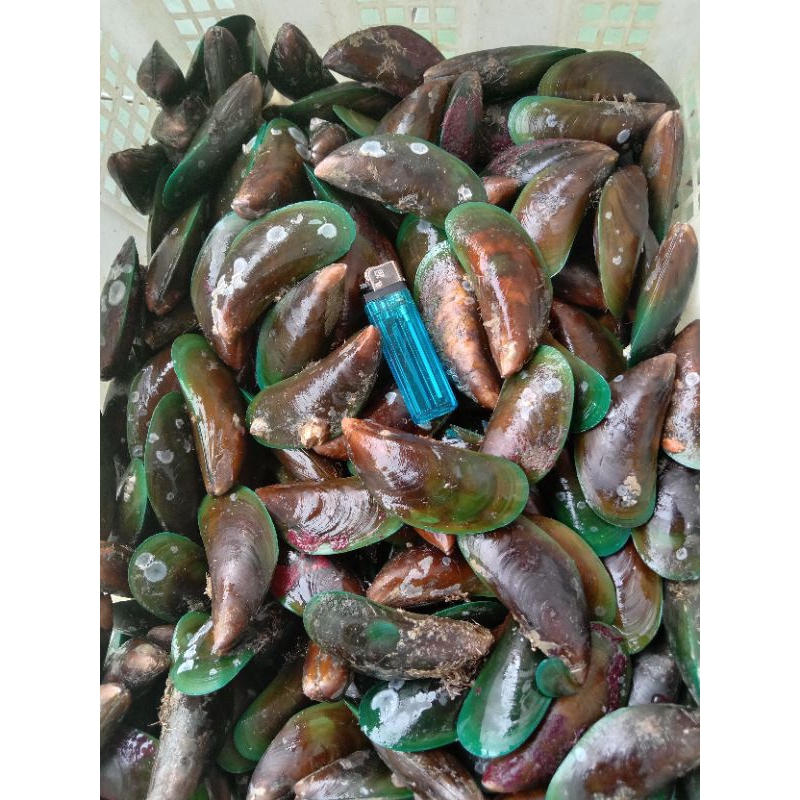 

kerang hijau fresh n frozen