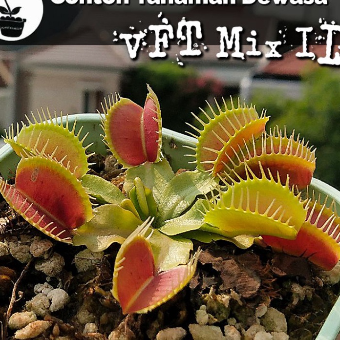 ORIGINAL Tanaman Karnivora VFT Venus Fly Trap Murah