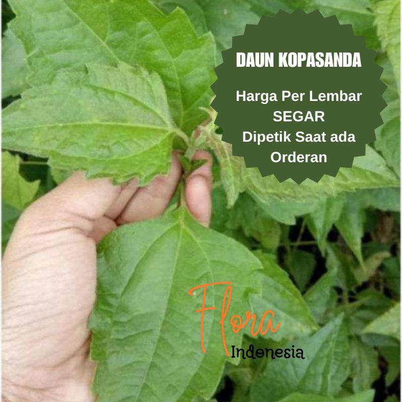 

Daun Kopasanda • Laruna • Kirinyu • Gulma Siam • Balakacida • Tekelan • Rumput Minjangan • Herbal alami untuk kesehatan