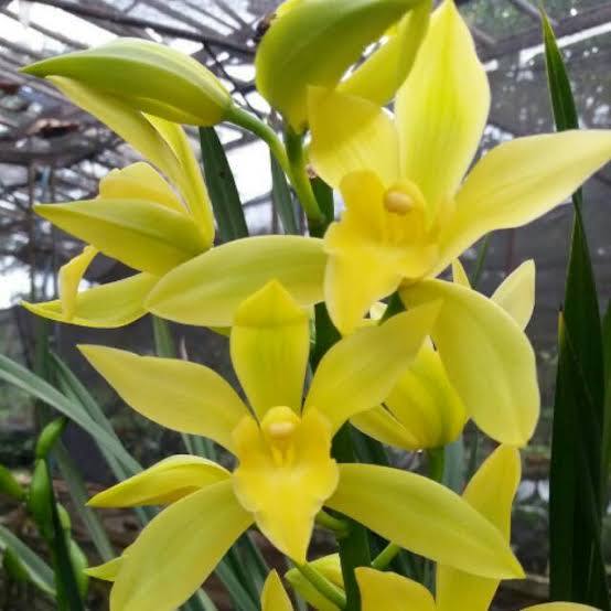 Anggrek Cymbidium golden boy knop | Anggrek Cymbidium siap bunga