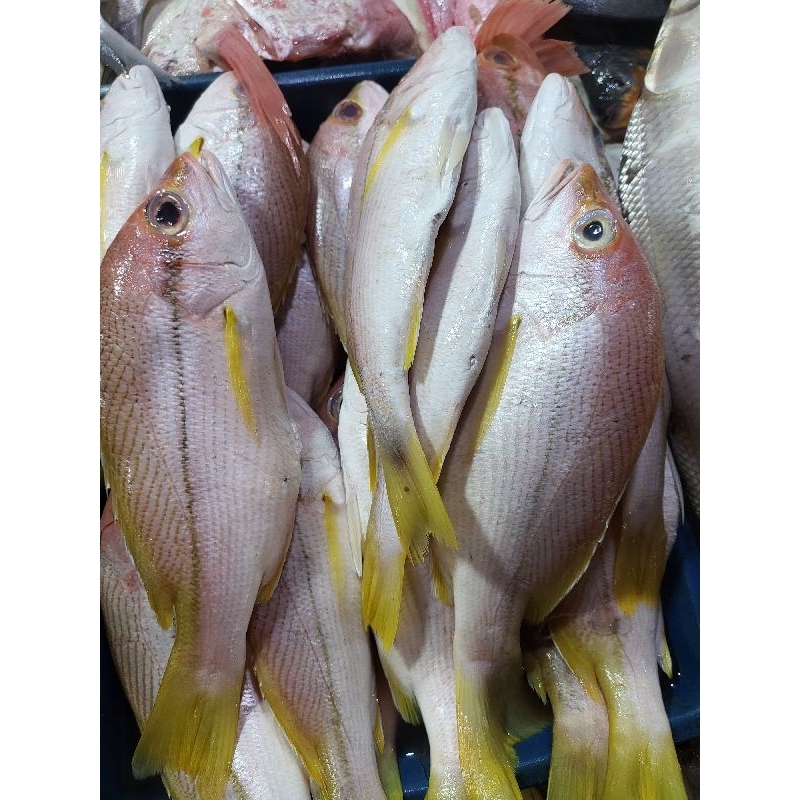

Ikan Kakap Ekor Kuning 1kg