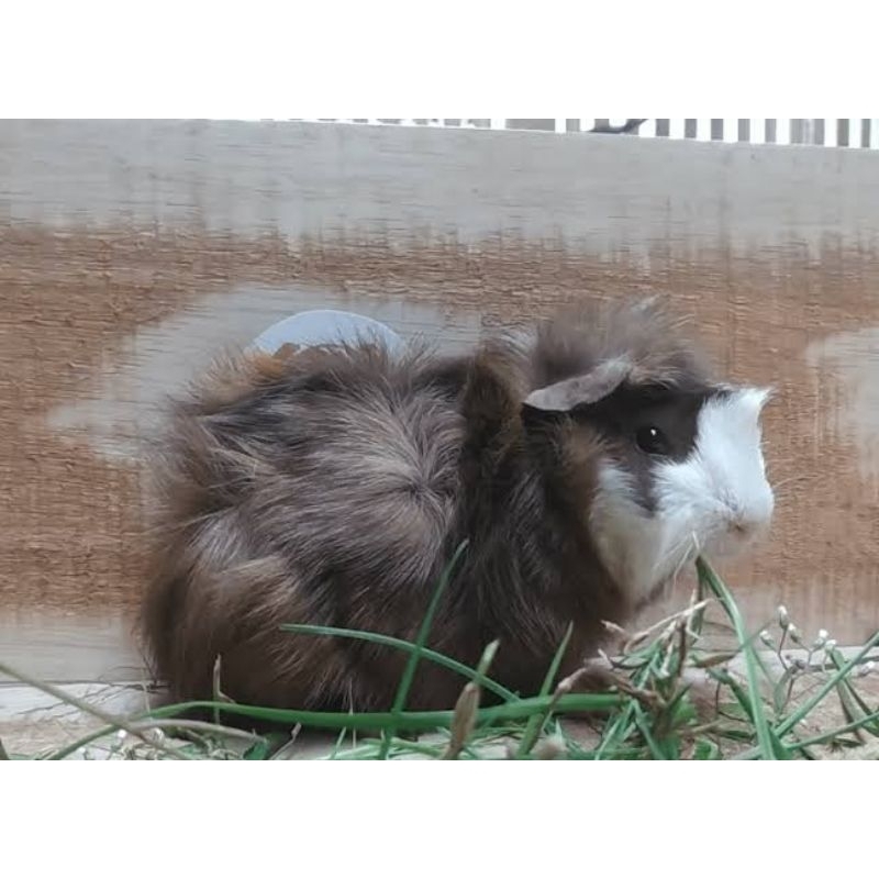 Marmut lokal jabrik (abysinan) 2-3bulan