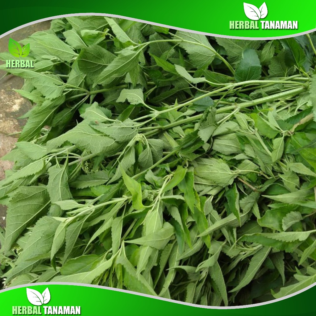 

Daun Marenggo - Kirinyuh Segar 1 Kg Bersih Herbal alami