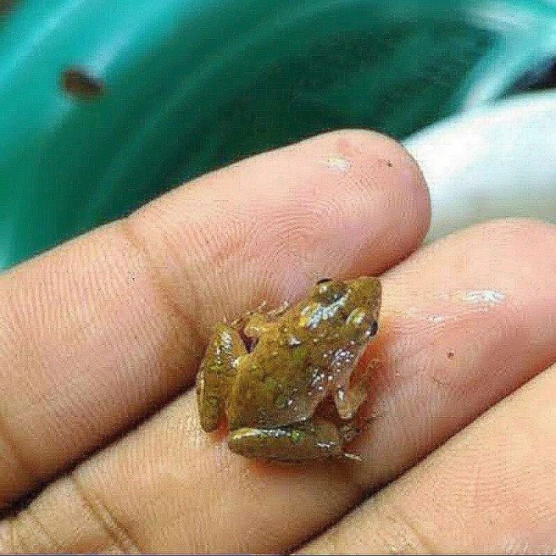 paket 50 kodok sawah,kodok air,pakan arwana/pakan predator