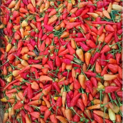 

Cabe/Cabai rawit merah biasa 500g