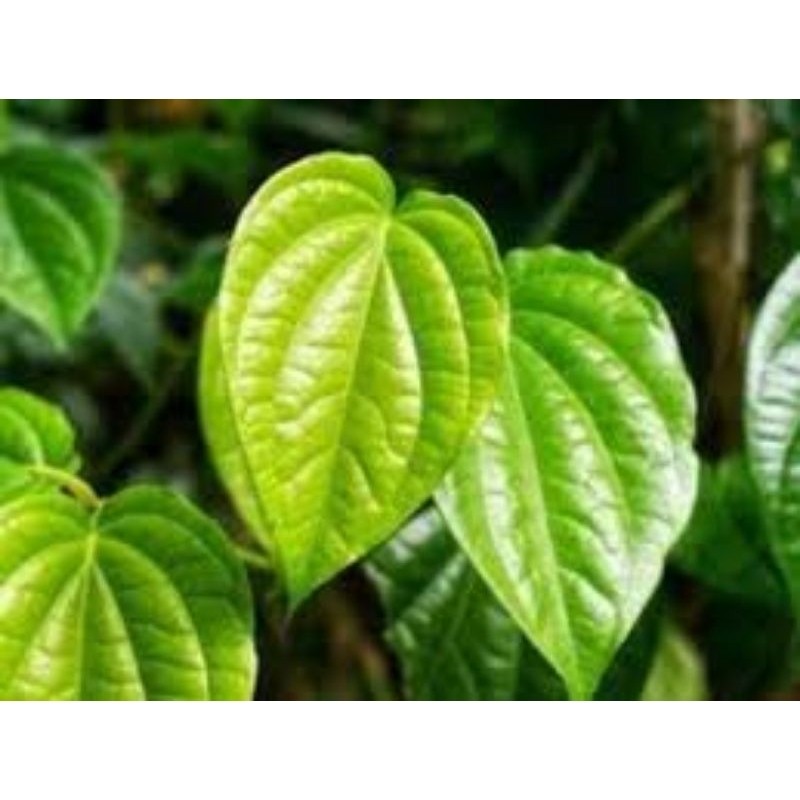 

Daun Sirih per ikat/isi-20-lembar
