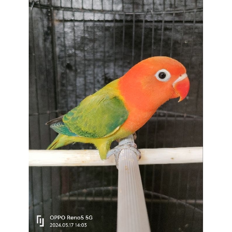 Lovebird biola green