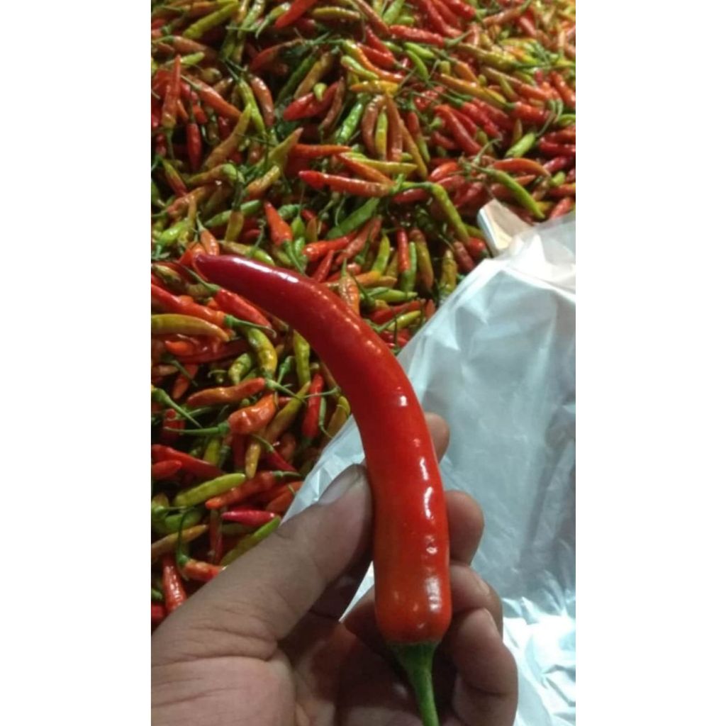 

cabe merah besar 100gr