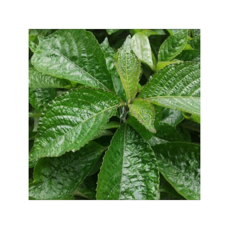 

daun keji beling segar 500g