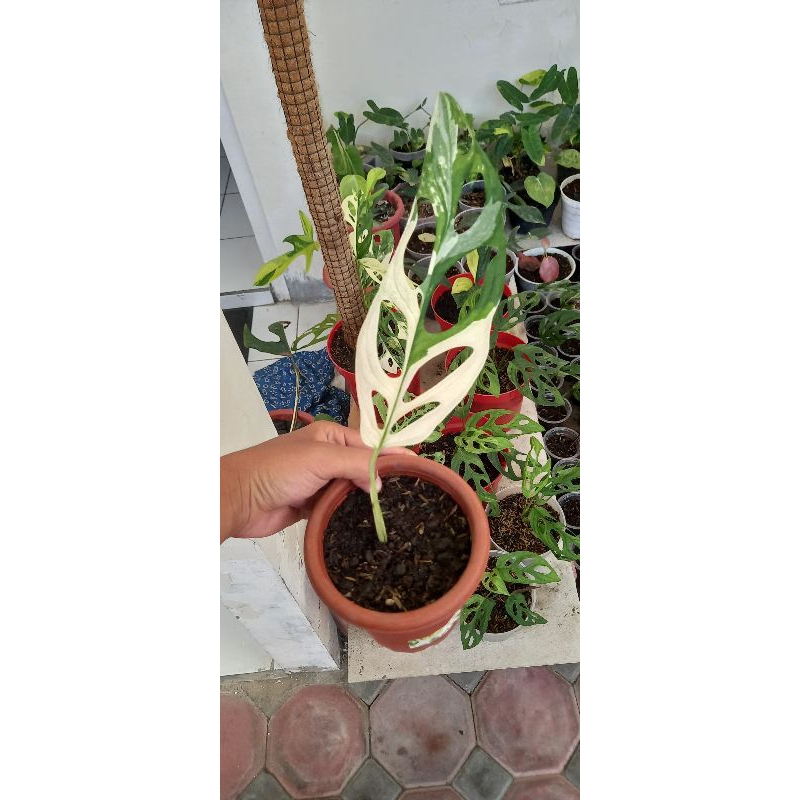 tanaman hias janda bolong giant varigata jepang