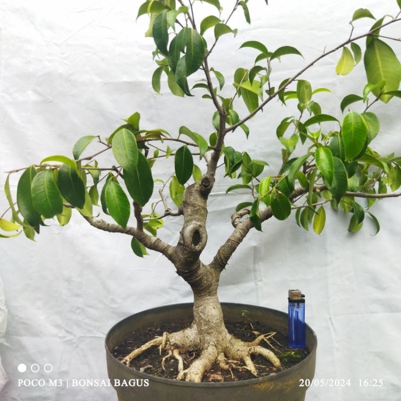 Bahan Bonsai Ficus Benjamina