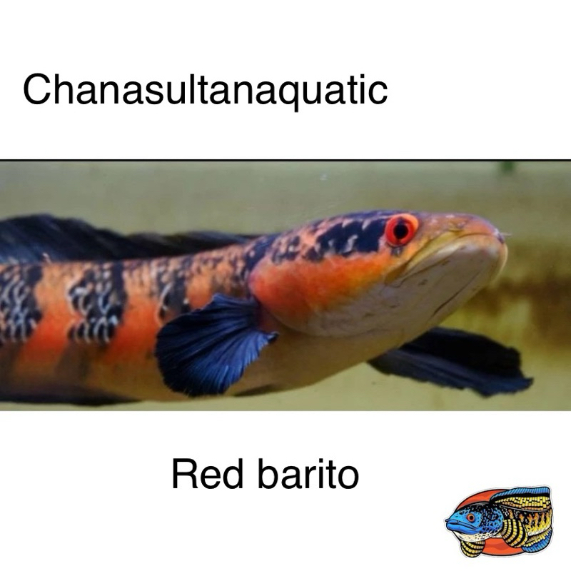 Red Barito Grade A++ cb size 2-3-4cm