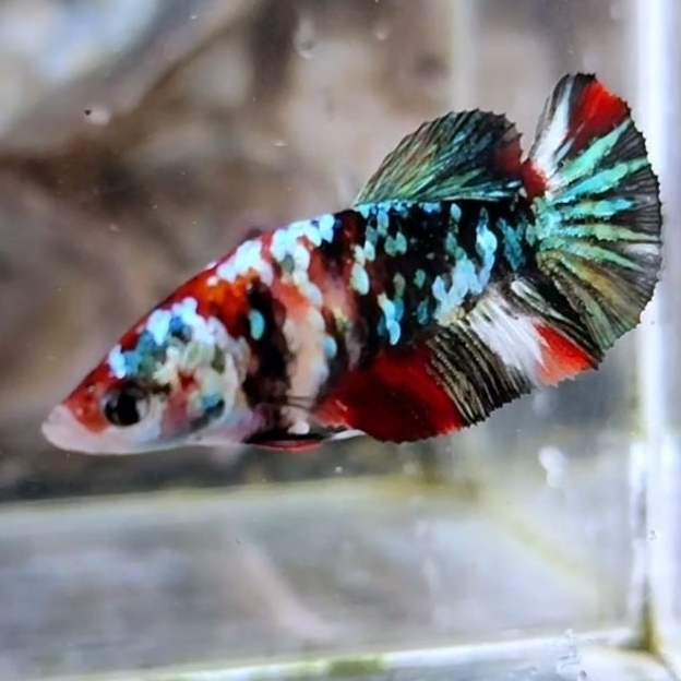 cupang red koi copper gold femaIIe
