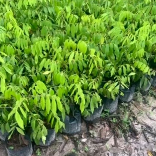 Bibit Kelengkeng New Kristal/Kelengkeng New Kristal Murah