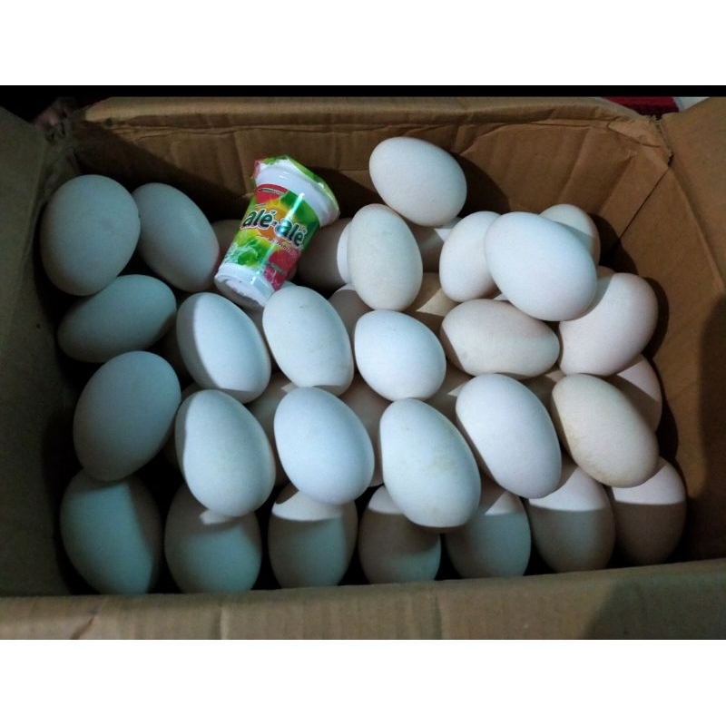

TELUR ANGSA MENTAH FRESH
