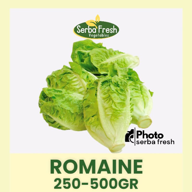 

ROMAINE | 500GR | SALAD | SERBA FRESH | ROMAINE LETTUCE