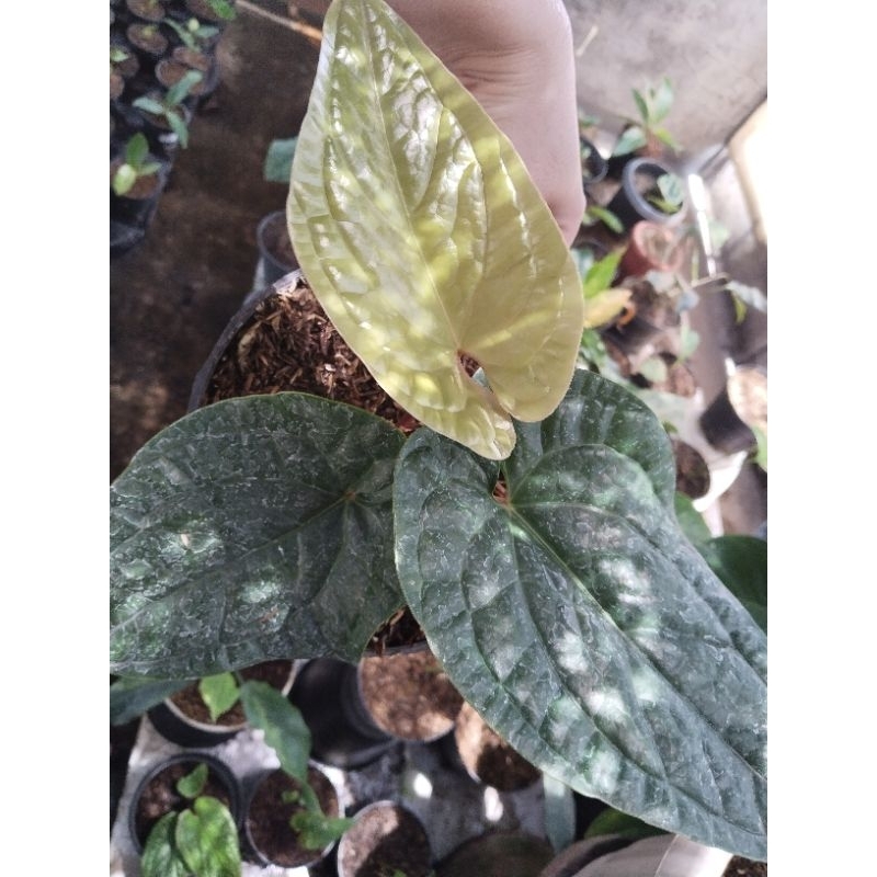 anthurium sirih keraton ( daun besar)