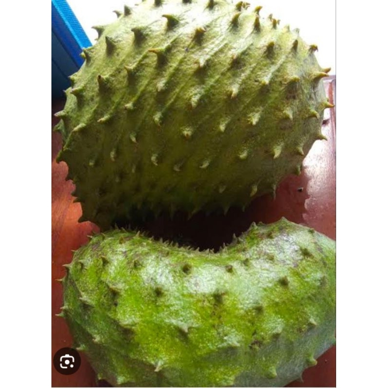 

Buah Sirsak Segar Tua Madu 1 Kg Baru Petik Murah Fresh