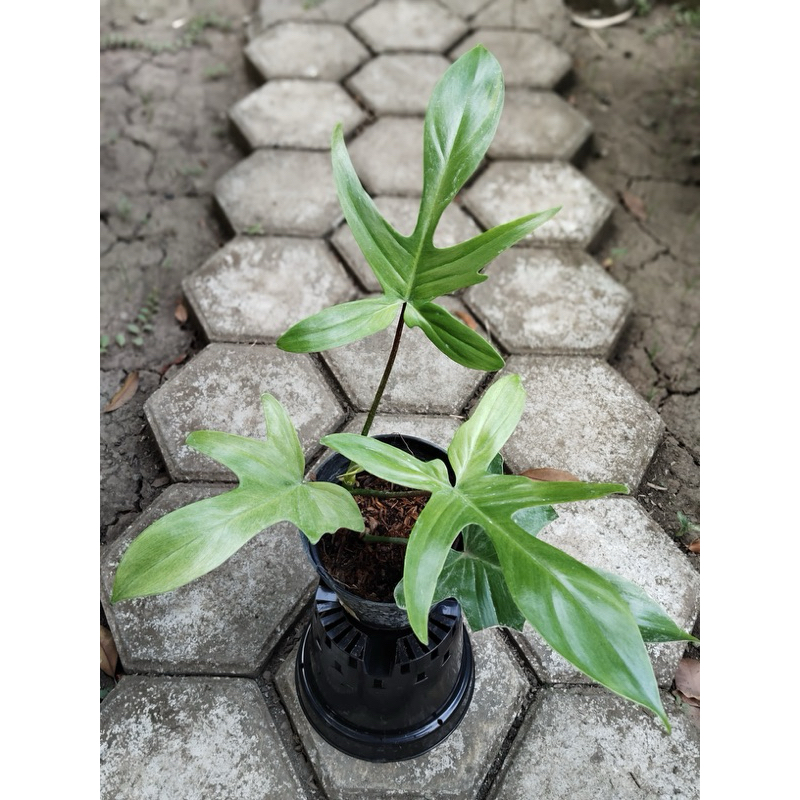 Philodendron florida ghost