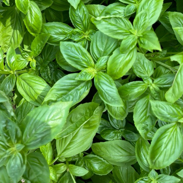 

Daun Basil itali Segar / Fresh Hidroponik per 100 gr