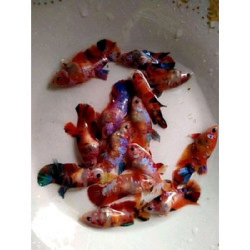 cupang betina koi warna