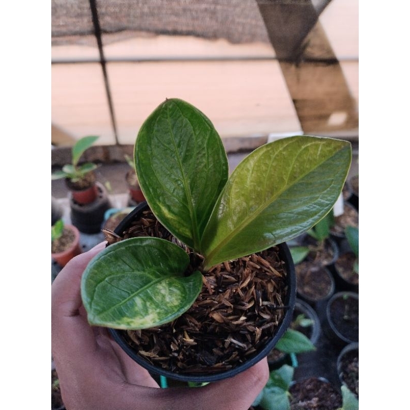 anthurium paketan 2 pohon ( mangkok Tornado varigata ori dan obor ijo sudah berkarakter)