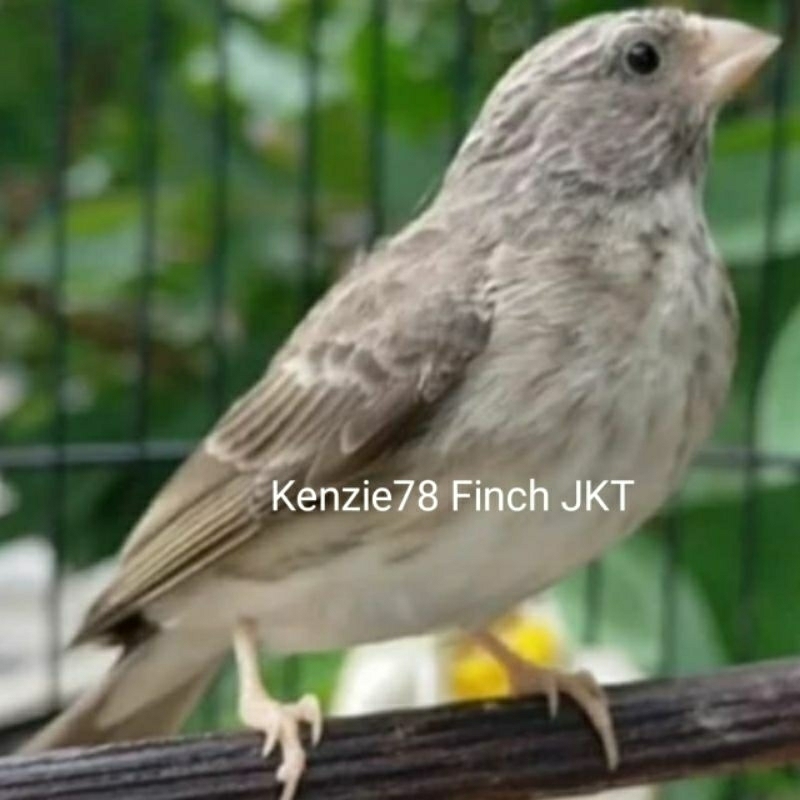 BURUNG SANGER JANTAN-BETINA RAWATAN