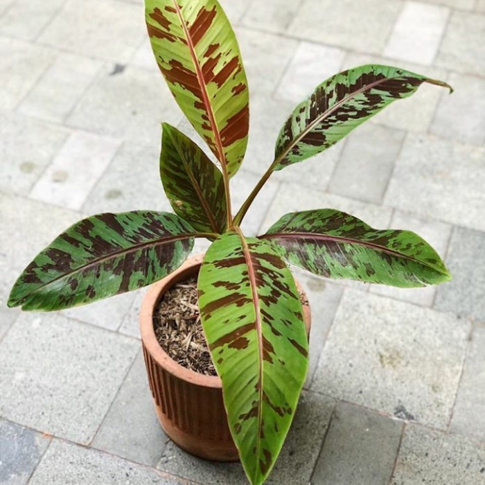 tanaman hias blood banana