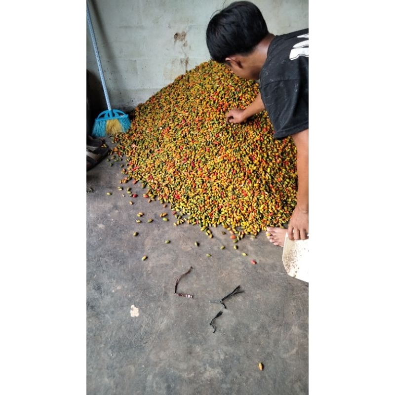 

PROMO kulit melinjo mentah 8kg segar dan presh(sayur asem)