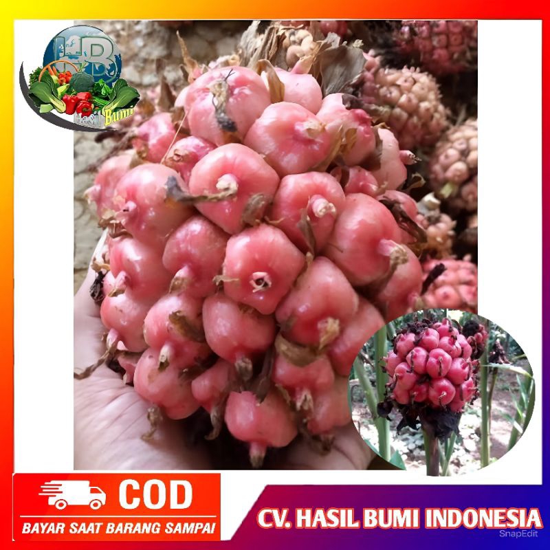

Buah honje merah /buah kecombrang merah segar
