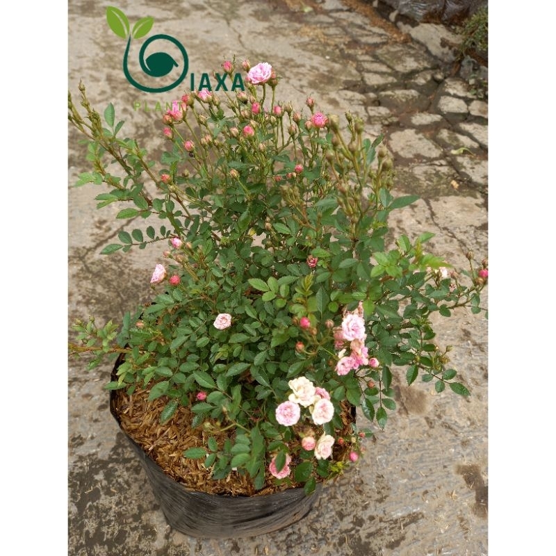 Mawar Baby Mini Rose Bibit Tanaman Bunga Ros