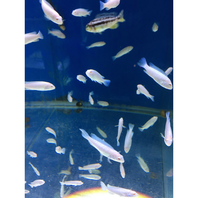 

STIKER ikan snow white cyclid