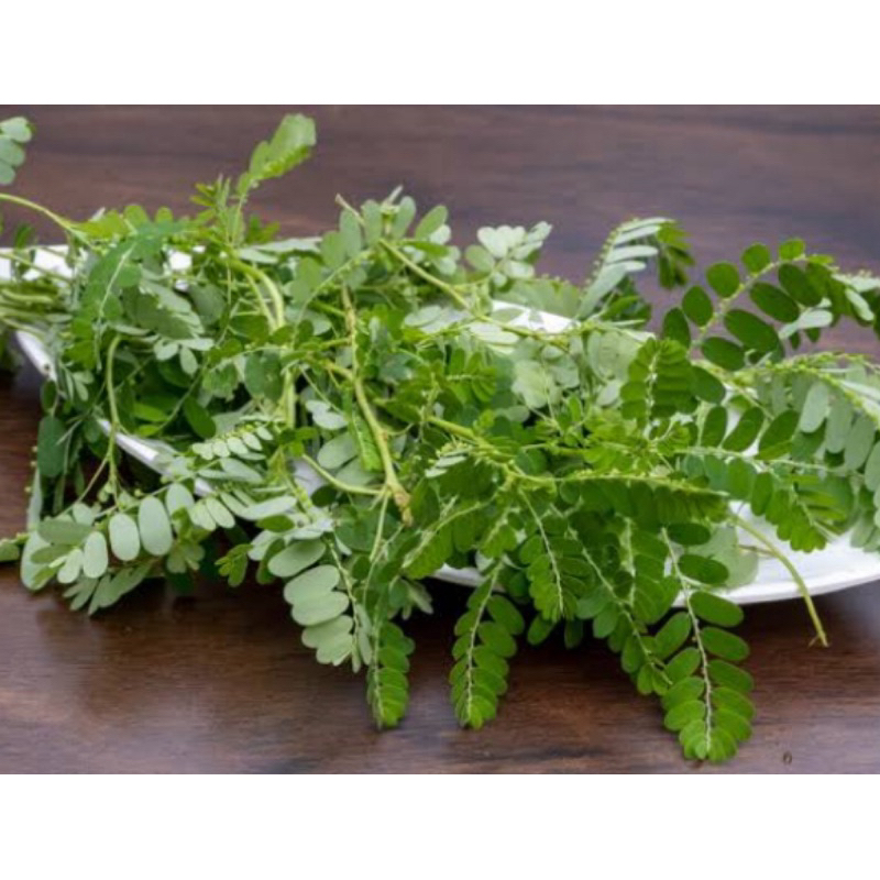 

Daun meniran segar / herbal daun meniran