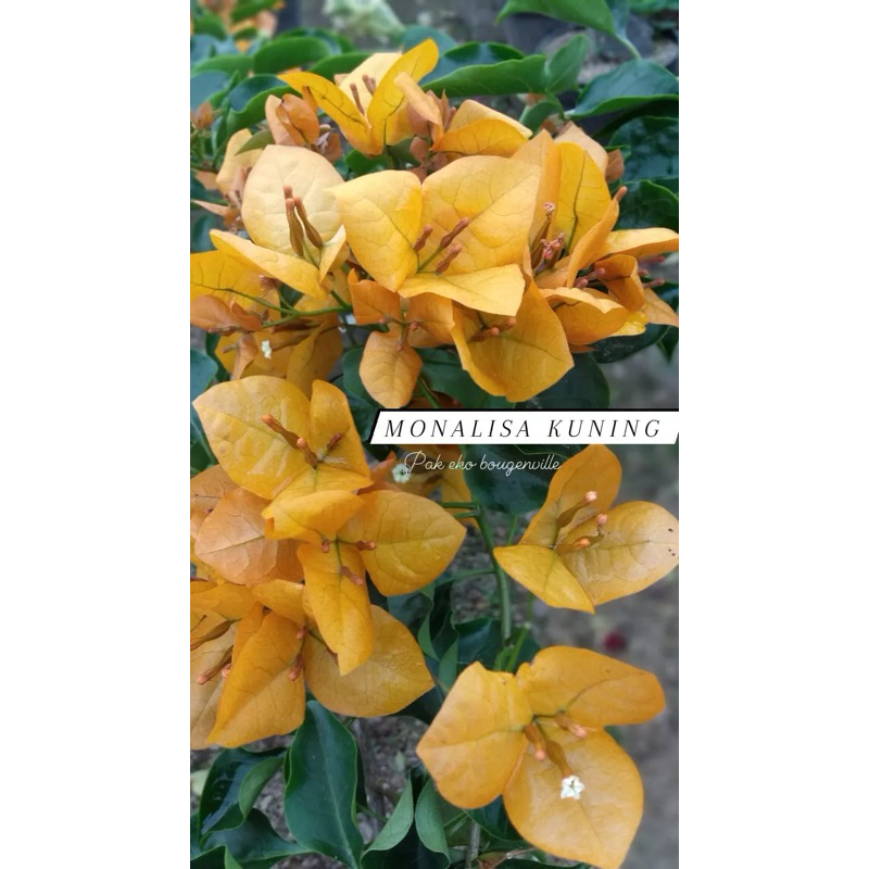 bougenville monalisa kuning