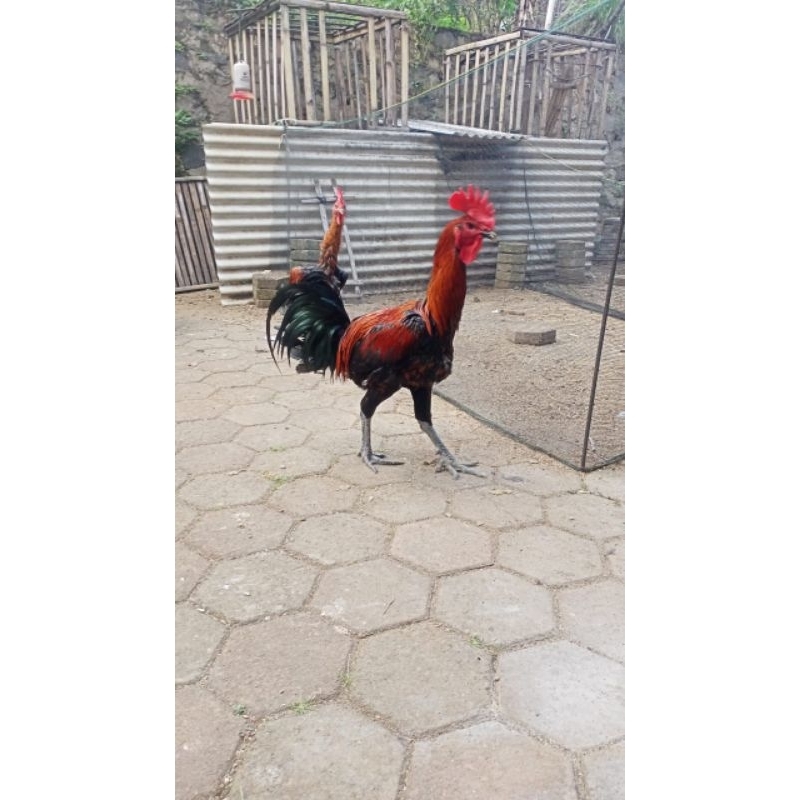 AYAM PELUNG JUMBO / AYAM PELUNG PACEK JUMBO / BIBIT PELUNG JAGO JUMBO