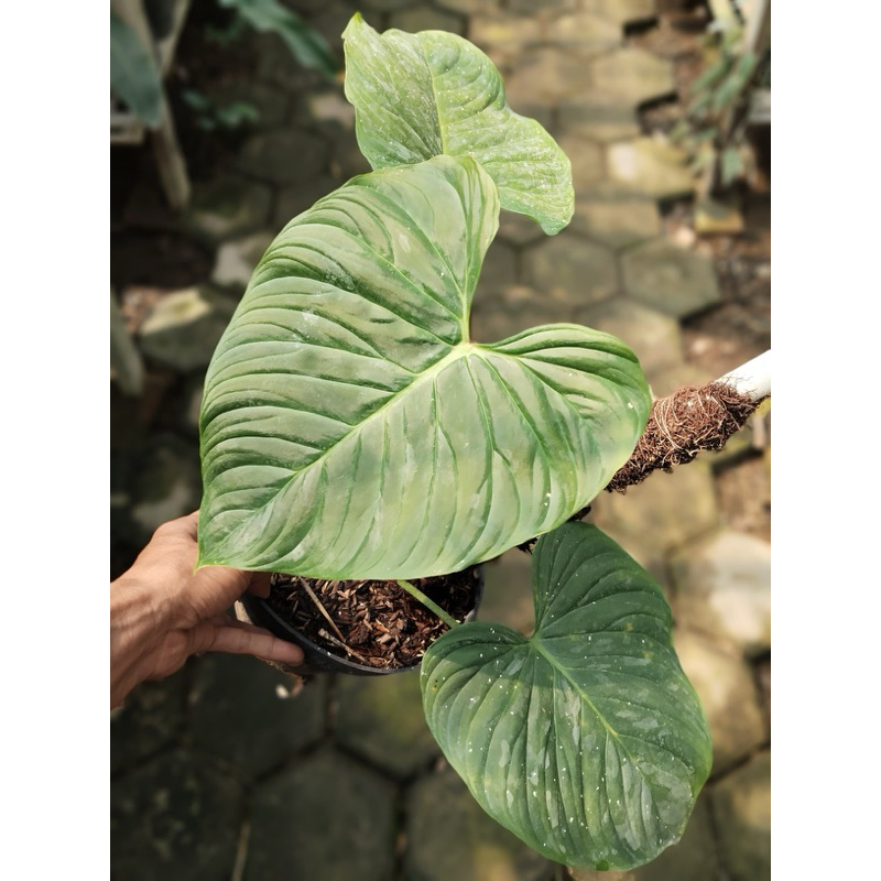 Philodendron Majestic