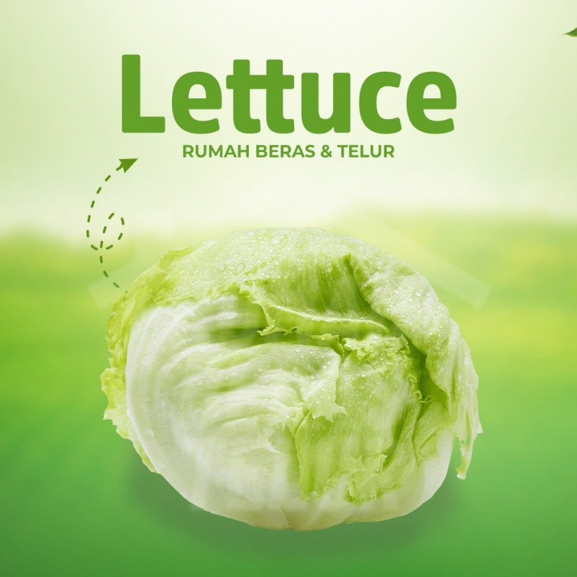 

Lettuce Segar
