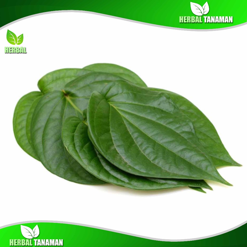 

Daun Sirih Segar 1kg - Sirih Hijau Fresh Herbal