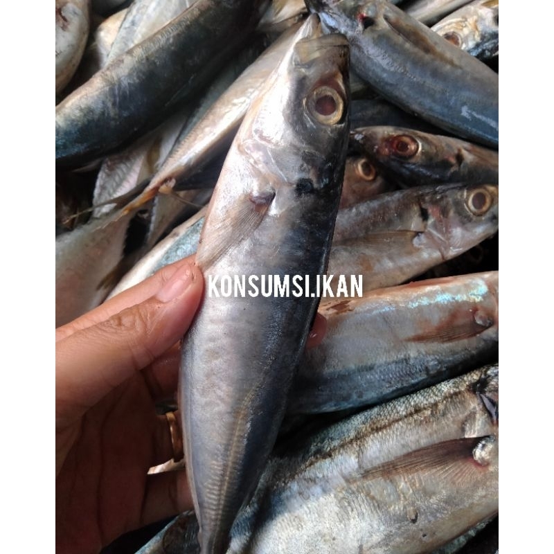 

Ikan Layang Deles