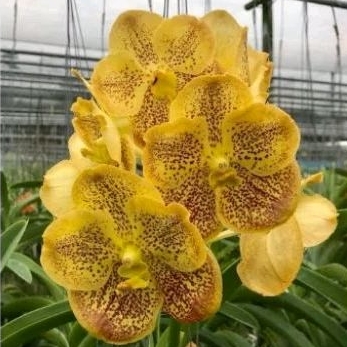 DEWASA | Anggrek Vanda Jumbo - Cekout Live