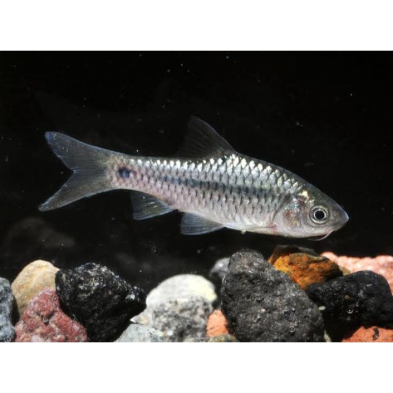 

IKAN Wader sungai