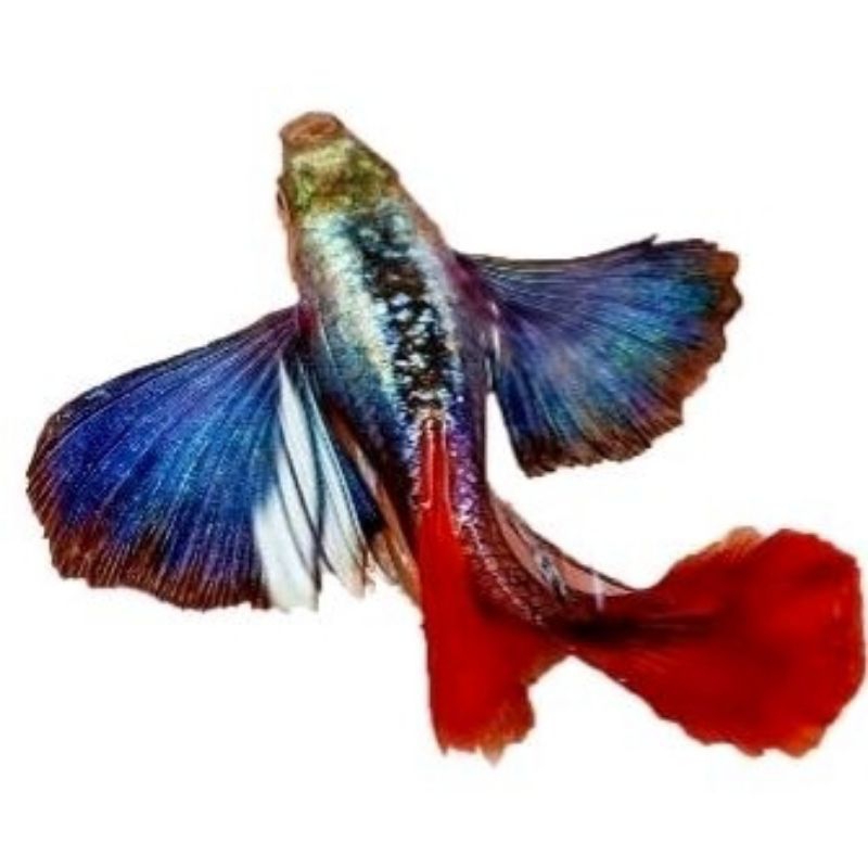 Pakan hidup Ikan Arwana// perawatan ikan //pakan ikan