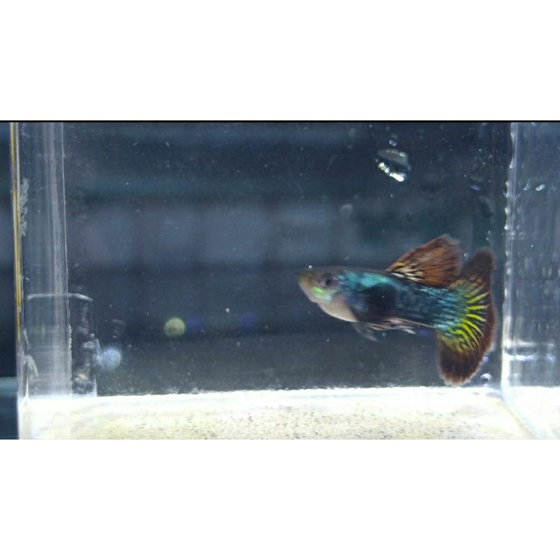 

paking kardus platinum reddragon