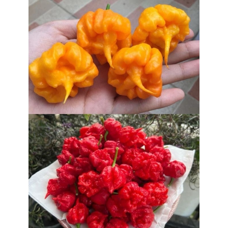 paket benih cabai carolina reaper yellow dan carolina reaper red