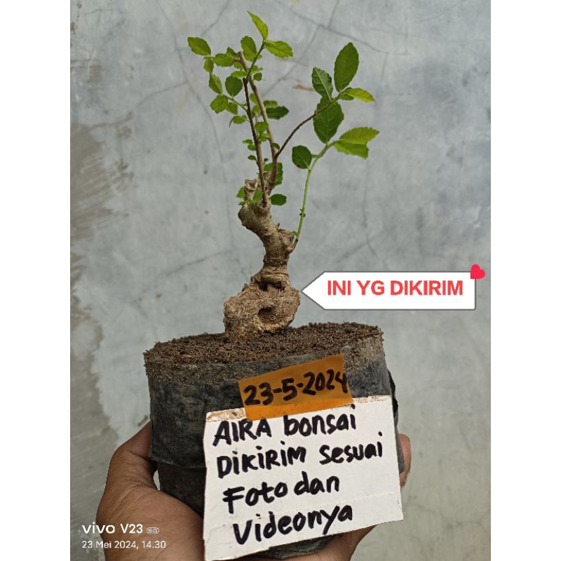 bahan bonsai serut mame tua meliuk