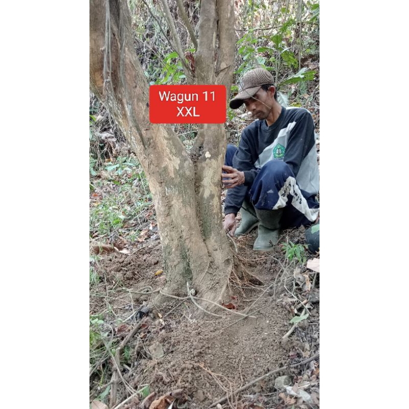 Bahan Bonsai Wahong Gunung XL Realpict 51