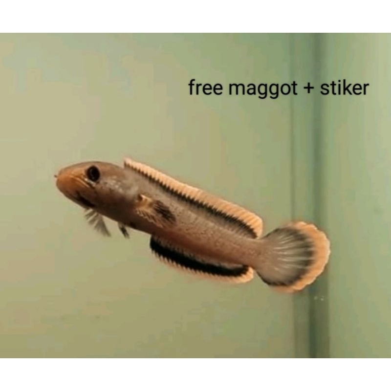 (seafood) LIMBATA CB LAWU GRADE A++++