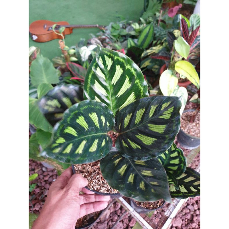 calathea libyana