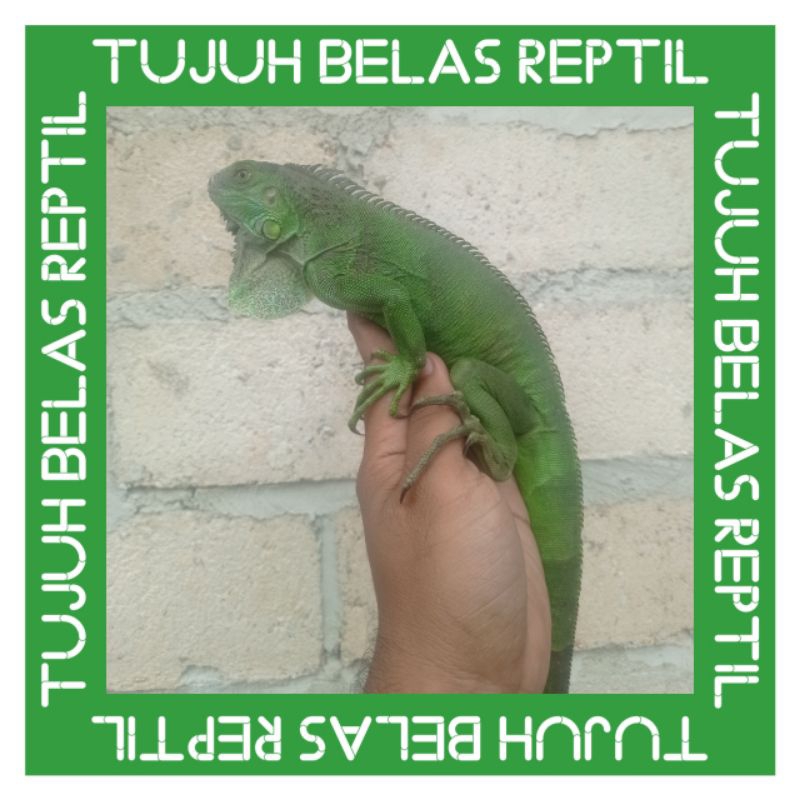 stiker iguana hijau -+ 80cm